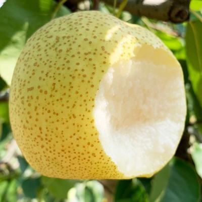 现货砀山酥梨新鲜水果梨子5斤当季雪梨砀山梨新鲜砀山酥梨青皇冠