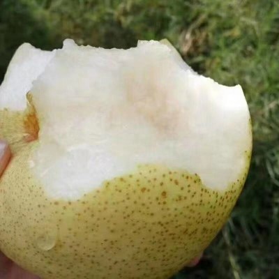 现货砀山酥梨新鲜水果梨子5斤当季雪梨砀山梨新鲜砀山酥梨青皇冠图4
