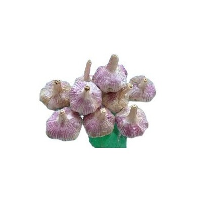 金乡大蒜种、太空蒜种、杂交蒜种、蒜子、大蒜种子图4