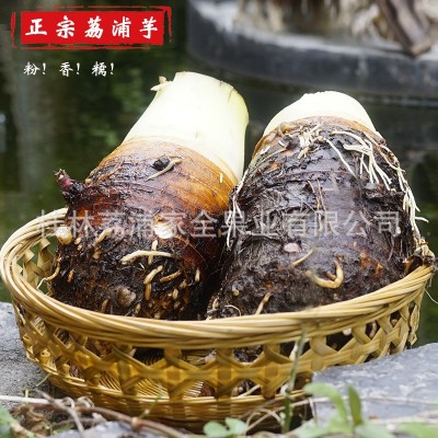 广西荔浦芋头批发有机芋头槟榔芋新鲜生芋头现挖现发一件代发包邮图4