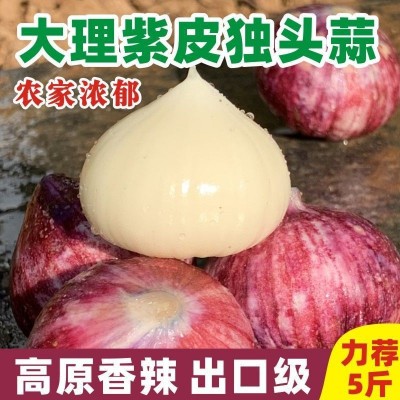 云南大理紫皮独头蒜现挖新鲜湿蒜辛辣独头多瓣蒜农家种植一件代发图2