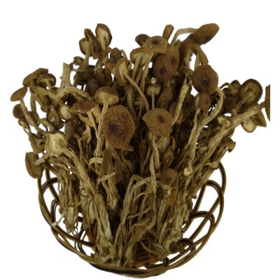 整箱批发茶树菇 干货 不开伞 菌菇 酒店 饭店食材图3