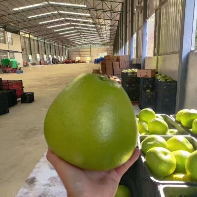整箱10斤包邮云南青柚东试早柚傣柚青柚新鲜青皮白心蜜柚当季水果图4