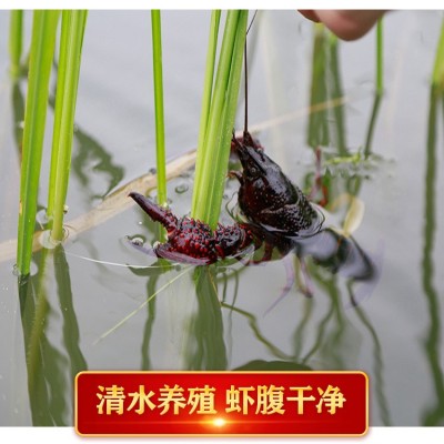 湖北小龙虾 鲜活两虾炮头9钱以上大虾水产批发洪湖淡水活体小龙虾图2