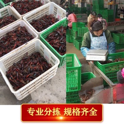 洪湖鲜活淡水小龙虾234钱活 小龙虾青虾湖北产地批发冷冻潜江红虾图2