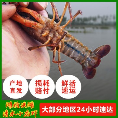 洪湖鲜活淡水小龙虾234钱活 小龙虾青虾湖北产地批发冷冻潜江红虾图3