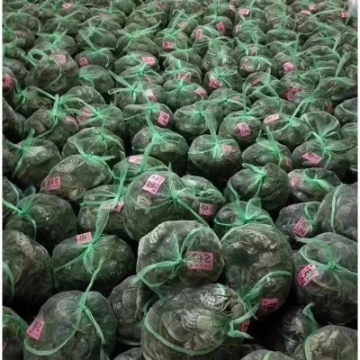 产地批发大闸蟹鲜活现货兴化红膏螃蟹礼券母蟹卡礼盒江苏河蟹图4