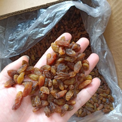 吐鲁番红提 大颗粒葡萄干 清洗葡萄干 每日坚果 烘焙企业专供图2