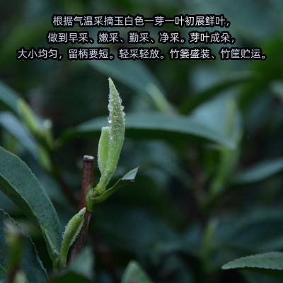 珍壶春正宗福建花香嫩芽清新香味白茶罐装白茶白牡丹明前头采100g