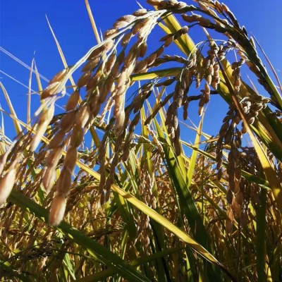 当季新米东北特产延边百草沟贡米长粒香大米真空包装厂家批发现货图4