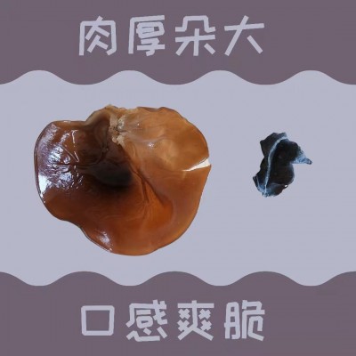 精选木耳批发甘肃农业特产干货干木耳黑木耳包邮500g礼盒装图1