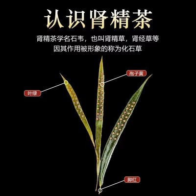 新货 肾精茶 东北特产 肾精茶 50g/罐图2