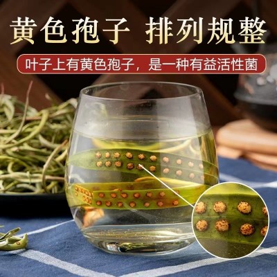 新货 肾精茶 东北特产 肾精茶 50g/罐图3