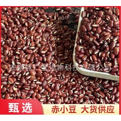 批发散装新货五谷杂粮赤小豆直供药食同源长粒赤小豆 量大价优