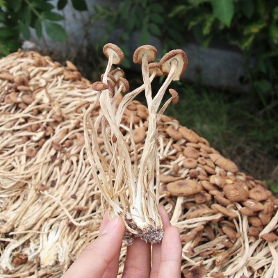 500g福建古田茶树菇 茶薪菇冰菇苞产地 未开伞茶树菇干货图2