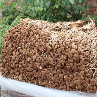 500g福建古田茶树菇 茶薪菇冰菇苞产地 未开伞茶树菇干货图3