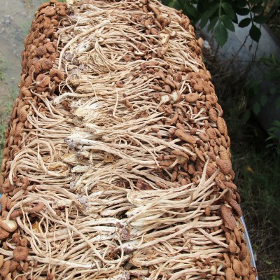 500g福建古田茶树菇 茶薪菇冰菇苞产地 未开伞茶树菇干货图4