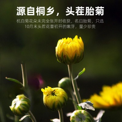 胎菊 罐装40g 菊花茶 袋泡茶花茶叶批发礼盒装花草茶 组合茶代发图4