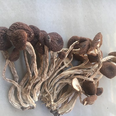 江西特色茶树菇干货不开伞菌菇食用菌干茶树菇500克煲汤食材图3