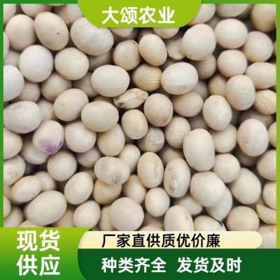 大豆批发 东北黑龙江 进口俄罗斯澳大利亚 非转基因 做豆腐豆浆图4