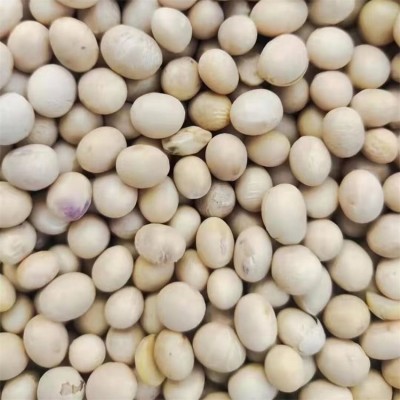 大颂农业 优质大豆黄豆豆浆原料 散装 袋装批发 大量供应 质量保障