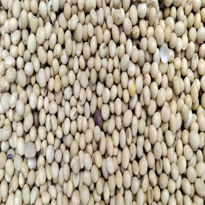 大颂农业 优质大豆黄豆豆浆原料 散装 袋装批发 大量供应 质量保障图5
