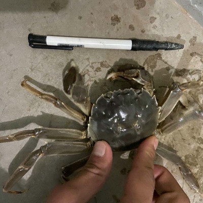 江苏大闸蟹螃蟹现货巨大全母蟹养殖批发鲜活水产大闸蟹