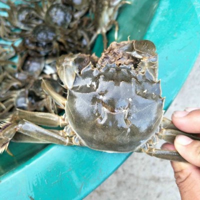 现货批发大闸蟹 鲜活公蟹2两-4两特大蟹 清水大闸蟹批发