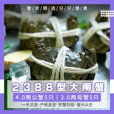 活蟹精品大闸蟹 4.0公蟹5只+3.0母蟹5只 苏州原产地直发现货包邮图3
