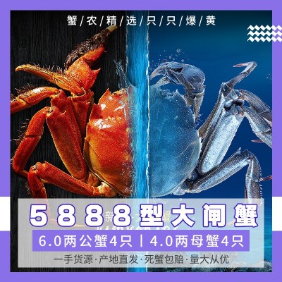 精品大闸蟹 6.0公蟹+4.0母蟹8只装 苏州原产地现货包邮 团购代理