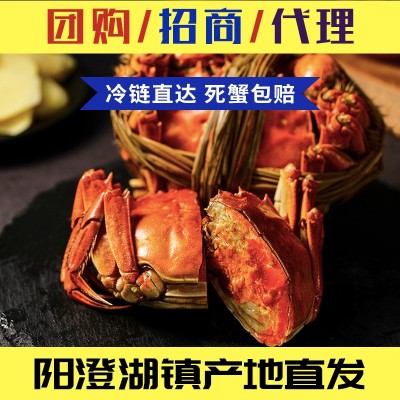 鲜活大闸蟹 海鲜水产 中秋礼品 实物礼盒购物礼包 全国零加盟费图3