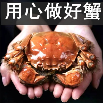 阳澄湖镇大闸蟹诚邀加盟代理鲜活螃蟹批发活蟹微商代发大闸蟹螃蟹图4