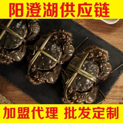 阳澄湖镇大闸蟹诚邀加盟代理鲜活螃蟹批发活蟹微商代发大闸蟹螃蟹