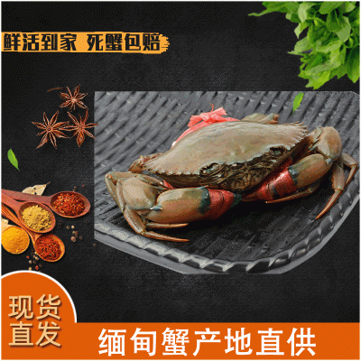 零售 鲜活缅甸蟹 清蒸青蟹 3.2-4.2两/只 2斤大概5只 一手货源图3