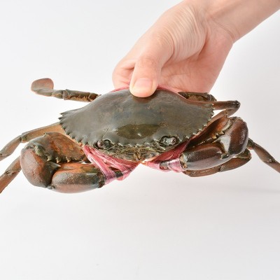 批发鲜活缅甸蟹个大体肥肉蟹煲 壳薄肉嫩3.2-4.2两/只 2斤大概5只图4