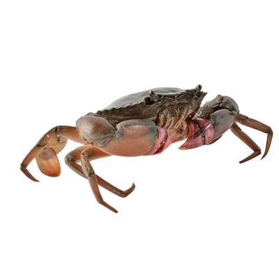 批发鲜活大双脚青蟹缅甸蟹孟加拉蟹大螃蟹3-7两/只公螃蟹9只包邮图5