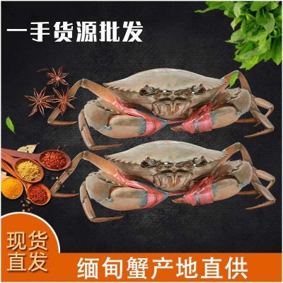 一手货源 鲜活缅甸蟹 葱姜炒蟹 红膏母蟹3.5-5.0两/只 批发