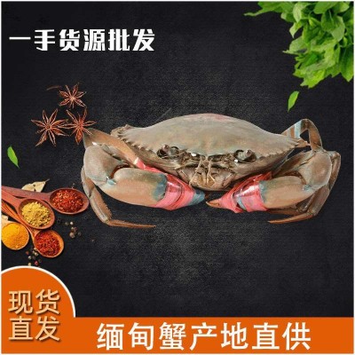 批发鲜活缅甸螃蟹壳薄肉嫩2.0-2.6两/只 2斤大概9只 一手货源