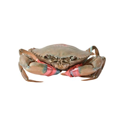 批发鲜活青蟹缅甸蟹孟加拉蟹肉蟹煲大螃蟹2-5两/只母螃蟹9只包邮图5