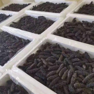免运费大连淡干海参底播辽刺参5g一只拿样品尝海参干货批发