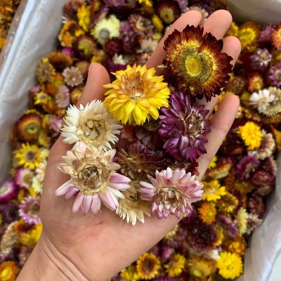 七彩菊 云南干花七彩菊散装批发 七彩菊干花头装饰花量大价优新货图2