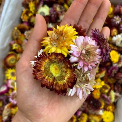 七彩菊 云南干花七彩菊散装批发 七彩菊干花头装饰花量大价优新货图4