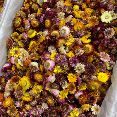 七彩菊 云南干花七彩菊散装批发 七彩菊干花头装饰花量大价优新货图3