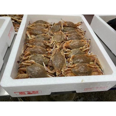 东山扁蟹80/100泡沫档口货餐饮专用麻辣蟹拥剑梭子蟹肉蟹图2