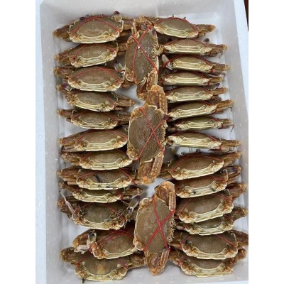 东山扁蟹80/100泡沫档口货餐饮专用麻辣蟹拥剑梭子蟹肉蟹
