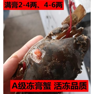 2-6两冻膏蟹东山岛红膏蟹红鲟母青蟹活冻猷蠓螃蟹 全母膏蟹无断脚