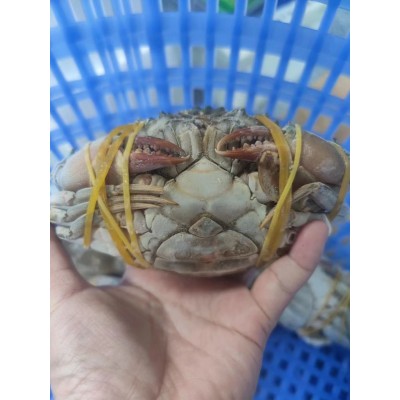 2-6两冻膏蟹东山岛红膏蟹红鲟母青蟹活冻猷蠓螃蟹 全母膏蟹无断脚图2