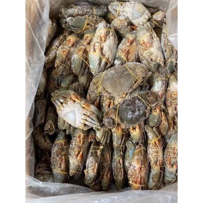 2-6两冻膏蟹东山岛红膏蟹红鲟母青蟹活冻猷蠓螃蟹 全母膏蟹无断脚图3