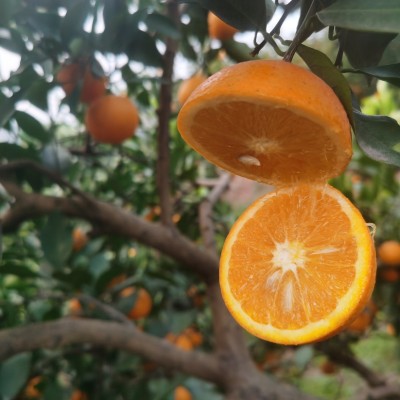 【年度爆款】湖南麻阳冰糖橙，小个头大甜蜜，脆甜多汁高性价比图4