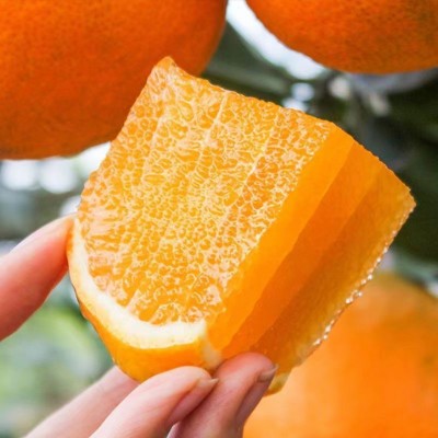 正宗赣南脐橙新鲜赣州橙子江西甜橙水果果冻鲜橙批发一件代发包邮图4